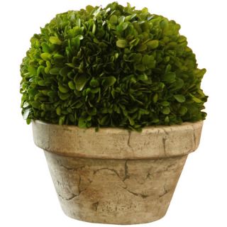 Preserved Boxwoods Large Preserved Greens Ball Desk Top Plant in Pot