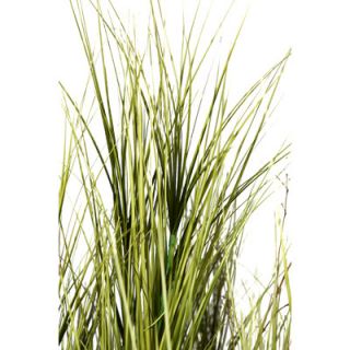 Laura Ashley Home Onion Grass with Twigs