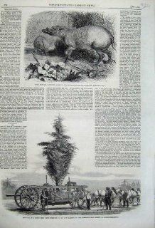 1860 Babirussa Zoological Tree Chiswick Kensington   Prints