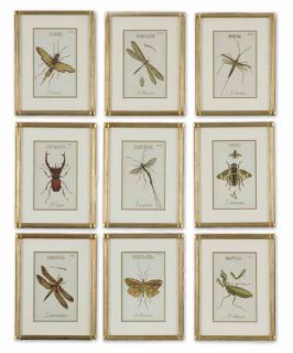 Uttermost Insect Collection Framed Wall Art   Set of 9   Framed Wall Art