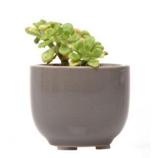 Chive   Succulent Cup, Ceramic Flower Vase, Air Plant and Succulent Holder, in Grey  Ceramic Plant Container  Patio, Lawn & Garden