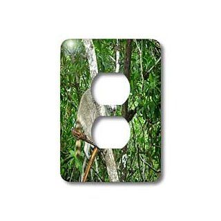 lsp_162831_6 Florene Animals   Florida Everglades Racoon   Light Switch Covers   2 plug outlet cover    