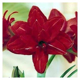 Red Peacock Double Amaryllis 1 Bulb   Double Flower  Flowering Plants  Patio, Lawn & Garden