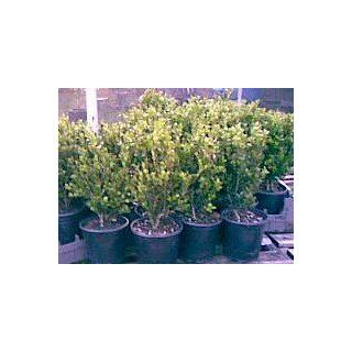 Boxwoods  Wintergreen Buxus microphylla ~ Lot of 6 shrubs~  One Gallon Pots.  Shrub Plants  Patio, Lawn & Garden
