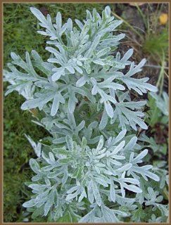 200 Wormwood Seeds Artemisia Absinthium Good Germination  Tree Plants  Patio, Lawn & Garden