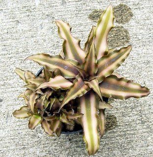 Bronze Mystic Earth Star Plant   Cryptanthus   Easy  Succulent Plants  Patio, Lawn & Garden