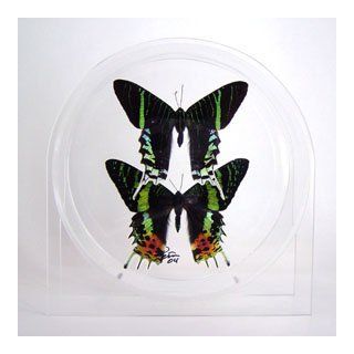 Real Butterflies / Moths   Urania Riphaeus / Urania Leilus in a round acrylic case  Other Products  