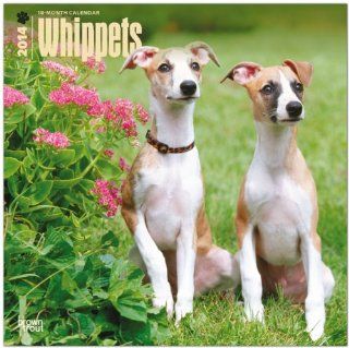Whippets Calendar (Multilingual Edition) Inc Browntrout Publishers 9781465013200 Books