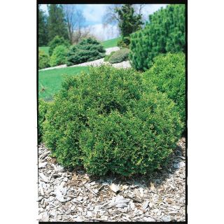 1.74 Gallon Insignificant Hetz Midget Arborvitae (L5389)