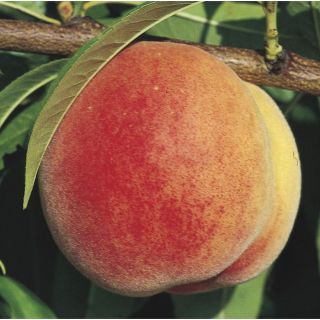 3.74 Gallon Super Sweet Peach Tree (LW01532)