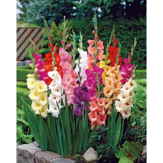 Mixed Gladiolus Bulbs