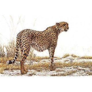 Art Robert Bateman   Cheetah Profile 