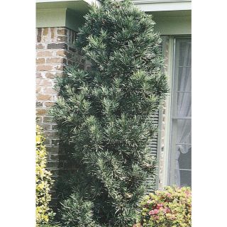 3.74 Gallon Insignificant Japanese Yew (L9927)
