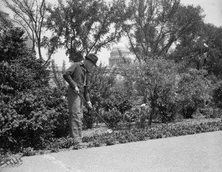 1937 photo Congressional Gardener at hobby. Washington, D.C., May 7. Rep. Wil e3  