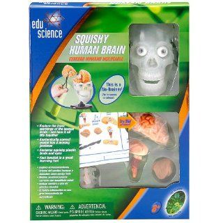 Edu Science Human Brain Model with Squishy Parts