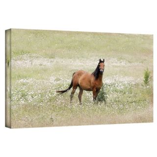 Art Wall Equine Stare by David Liam Kyle Graphic Art Canvas