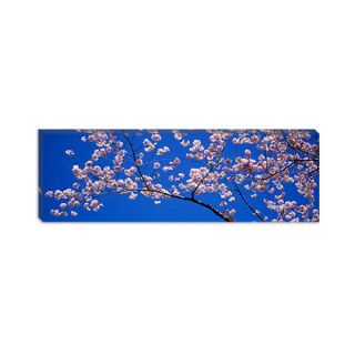 iCanvasArt Panoramic Cherry Blossoms Washington, D.C Photographic
