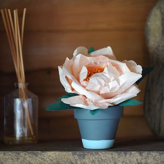 everlasting closed paper peony in pot by frances & francis