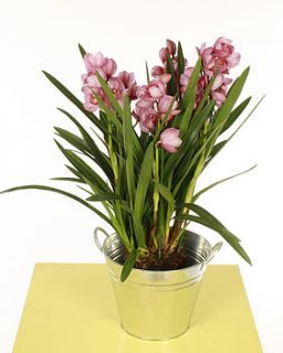 cymbidium orchid by plants4presents