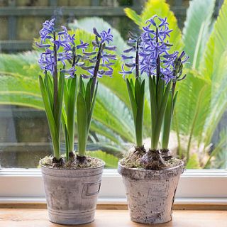 spring hyacinths in a vintage style bucket by the flower studio