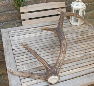 naturally cast red stag antler by emilyhannah ltd