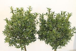 pair of standard holly trees 'myrtifolia' by todd's botanics