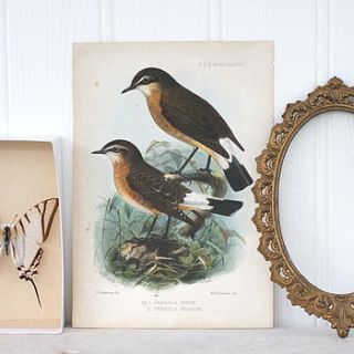antique birds bookplate print by magpie living