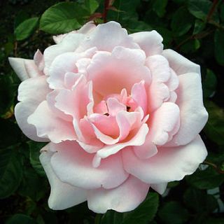 pearl anniversary gift rose pearl by giftaplant