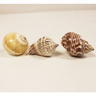 shell drawer knobs, set of three by lindsay interiors