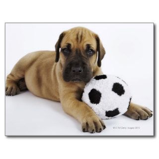 Great Dane puppy with toy soccer ball Postcards