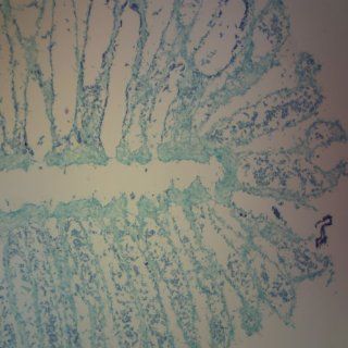 Grantia Spicules, c.s. 15 µm, H&E Microscope Slide