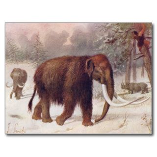 Woolly Mammoth Prehistoric Animal Antique Print Post Cards