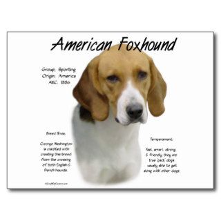 American Foxhound History Design Postcard