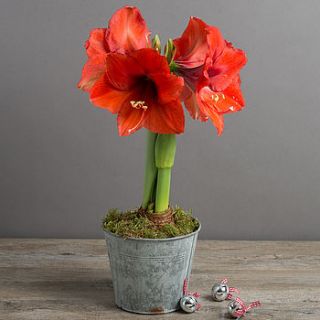 winter amaryllis in a vintage style bucket by the flower studio