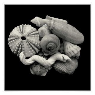 Seashell Group Print
