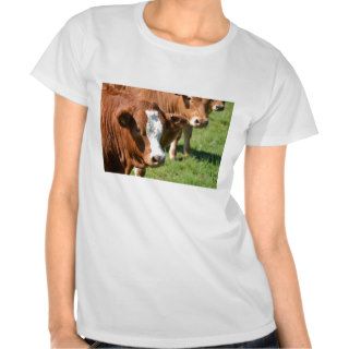 Cattle in the Isles of Scilly T Shirts