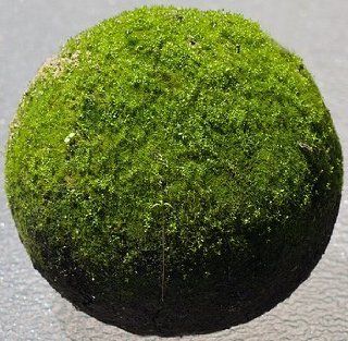 Moss Ball 12" Green   Package of One (1) Patio, Lawn & Garden