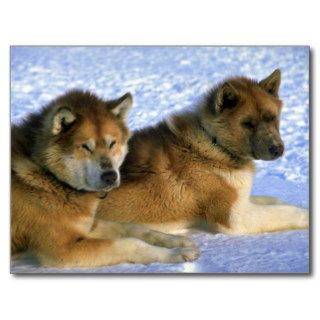 Canadian Eskimo sled dogs Postcard
