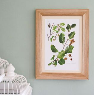 framed vintage print 'beech' by bonnie and bell