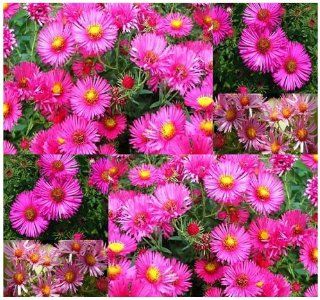 novae angliae Pink New England Aster Seeds butterfly roadside plants gardens   zone 3 9 (35000 Seeds   1/2 oz)  Flowering Plants  Patio, Lawn & Garden