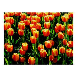 Sunshine Tulips Posters