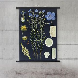 flax botanical wall chart by wallography