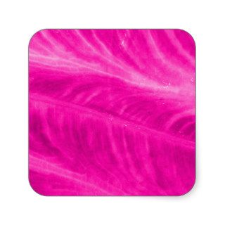 Pink Elephant Ear Close Up Square Stickers
