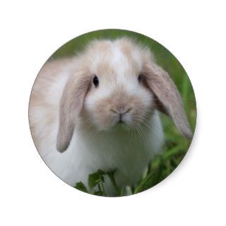 Baby Holland Lop Bunny Sticker