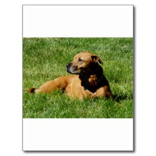 dog,pitbull/boxer mix post cards