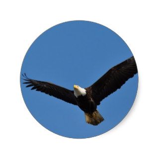 Striking Soaring Bald Eagle Sticker