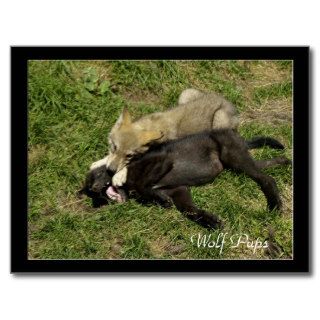 Timber Wolf Pups  Wild Animal Postcards