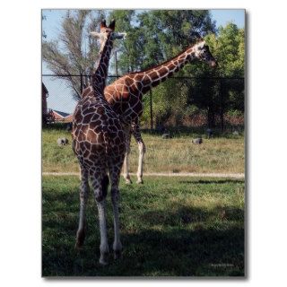 Reticulated Giraffes Postcard