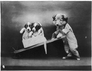 Puppies Dressed as Humans, c1914, Harry W Frees, barrow   Prints