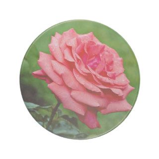 Hybrid Tea Rose 'Fragrant Cloud' White flowers Drink Coaster